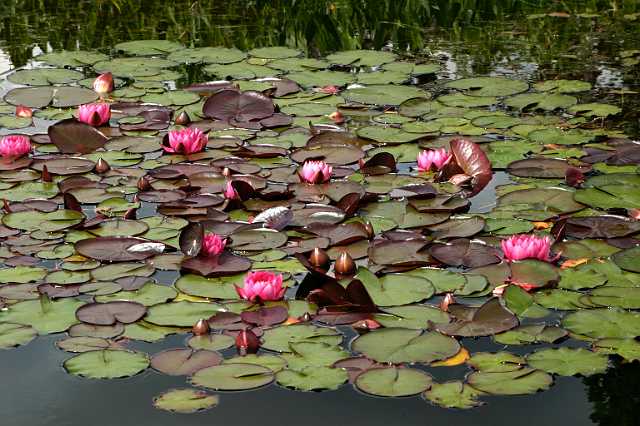 FH_VP_0080(James Brydon).JPG - Nymphaea "James Brydon"